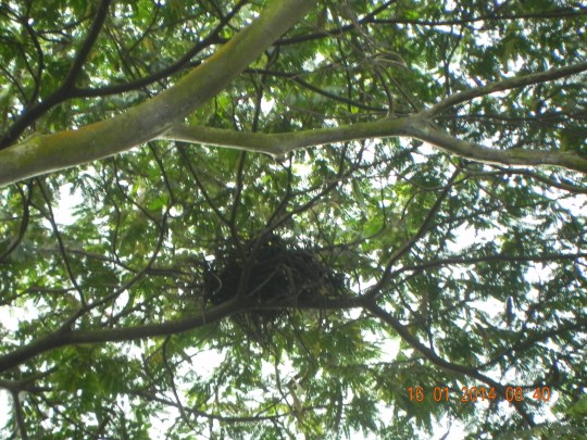 bird's nest 30m up