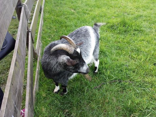 10153732_10152322768634494_374091804218501940_n