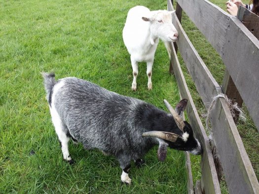 10171125_10152322768724494_1122582107172122114_n