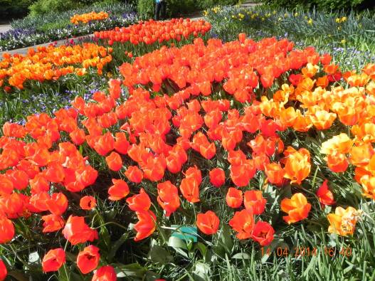 10001060_10152324155119494_6349223419015359546_o