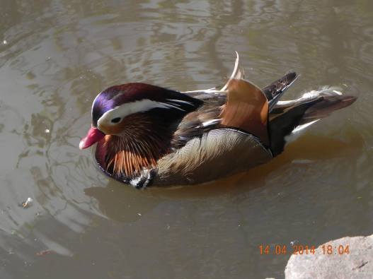 10001157_10152324163029494_1894278971887202253_o