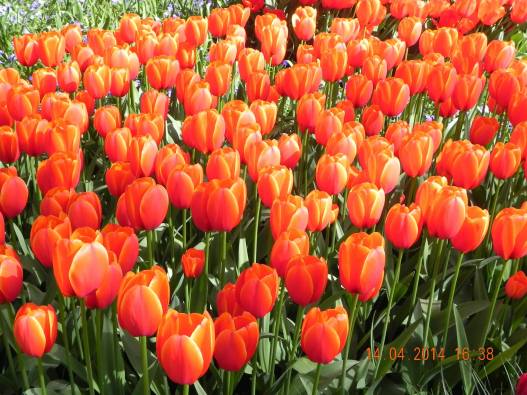 10010156_10152324154879494_2861123729725982064_o