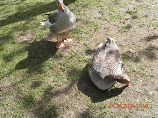 10014129_10152324162824494_8489715076114964709_o