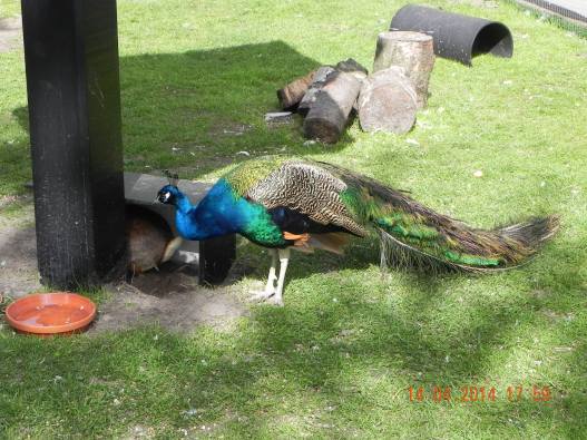 10256614_10152324161614494_2750283464990532671_o