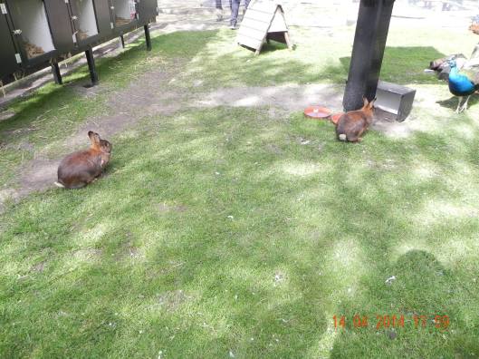 10256670_10152324161424494_7264271184260834671_o