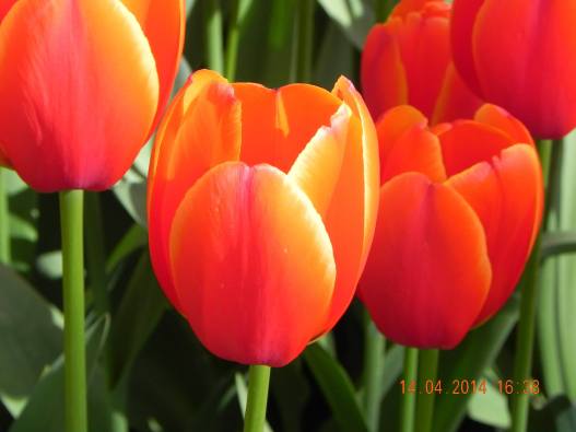 10258868_10152324154884494_6720150756093696445_o