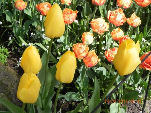 10271389_10152324155224494_842057631764006474_o