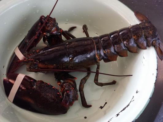 625g live lobster S$39.90/kg=S$24+