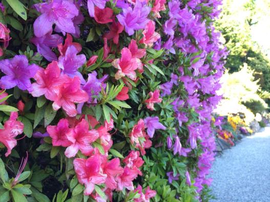 10295765_10152108867415662_3938600499637283613_n