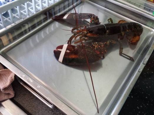 10352398_10152382775234494_7707648137585897976_n