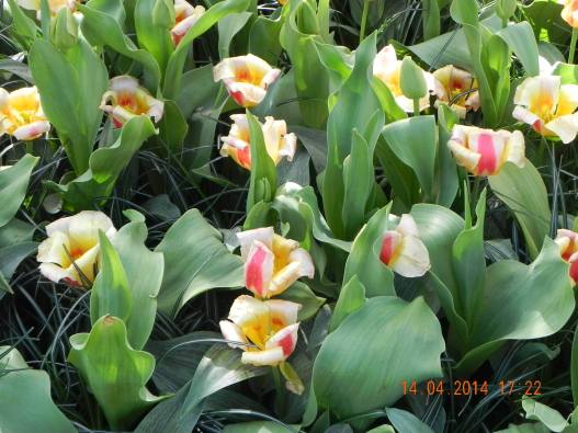 1116160_10152324158774494_1336341812136941219_o