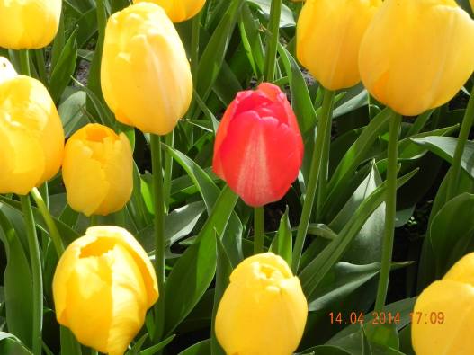 1398123_10152324157074494_9053284647028024686_o