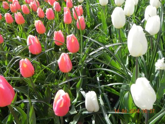 1491404_10152324154584494_1619558432335781847_o