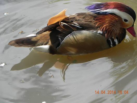 1493354_10152324163054494_2388286247868304531_o