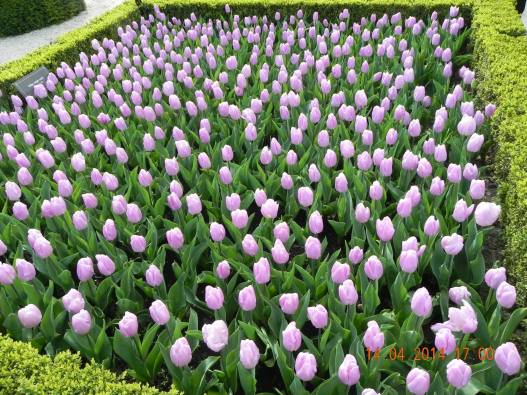 1502891_10152324156069494_2888144509955405673_o