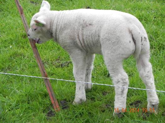 1537864_10152325890119494_2361124404970806381_o