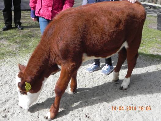 1556445_10152324163379494_9173515927126708875_o