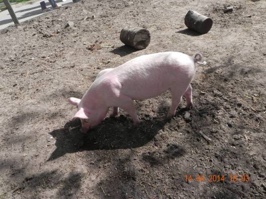 1597049_10152324162829494_8552048483693300192_o