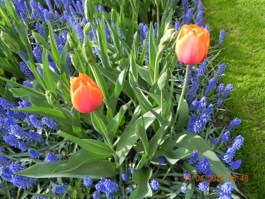 1614236_10152324155484494_7706630115468208641_o