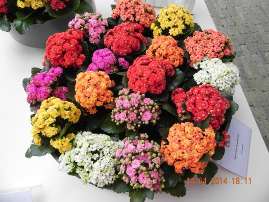 1836634_10152324163374494_5763490590371558691_o