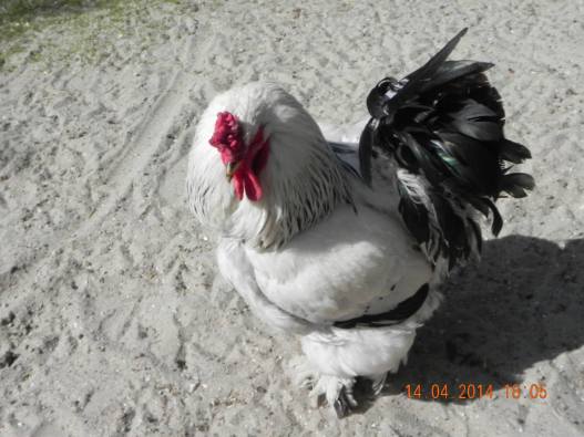 1962143_10152324163339494_7719732654879106286_o