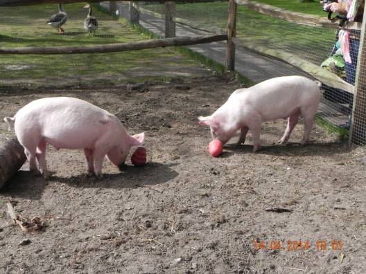 1966174_10152324162339494_668193052270916864_o