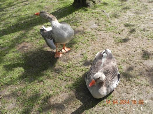 1974102_10152324162819494_3135737160635632888_o