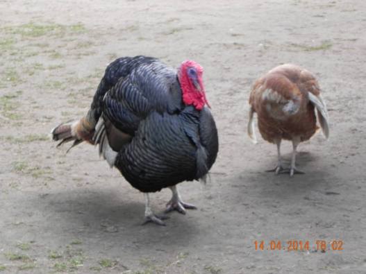 736144_10152324162239494_491995898939640256_o