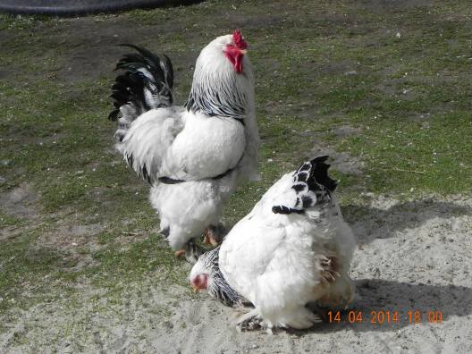 920018_10152324161654494_5984812188920496513_o