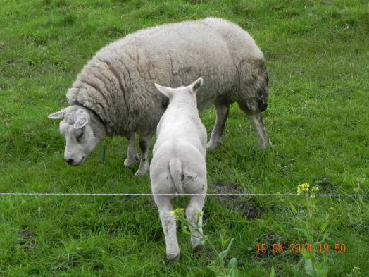 980586_10152325890044494_4984037485487062210_o