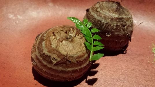 #1 japanese taro, hokkaido uni in sesame tofu topped with ikura