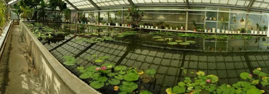 greenhouse - Umi-Jigoku Beppu16