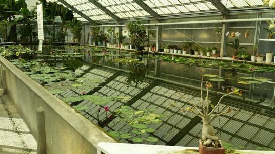 greenhouse - Umi-Jigoku Beppu16