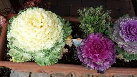 yunotsubo shopping street