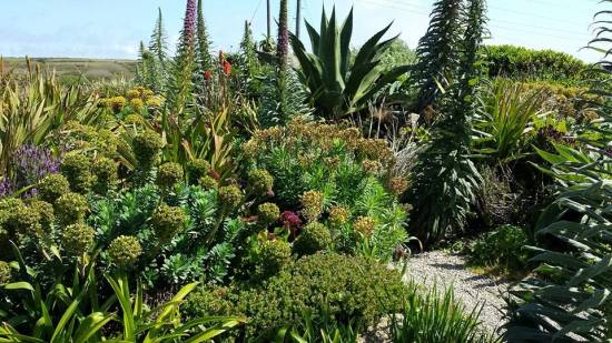 garden alongside minack theatre