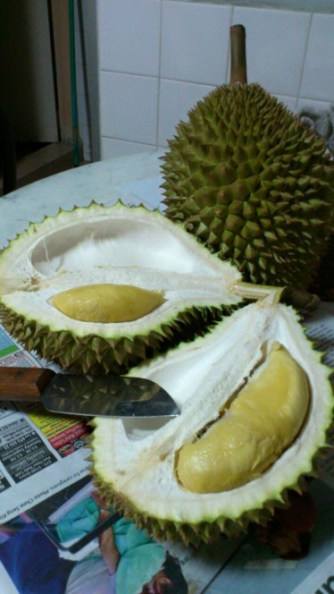 picking durians at pulau ubin - the good ones