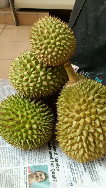 picking durians at pulau ubin - the good ones