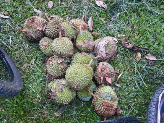too many durians but few good ones