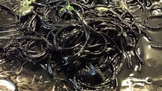 squid ink spaghetti