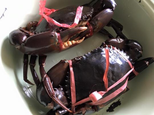crabs from sheng shion S$29.95per kg