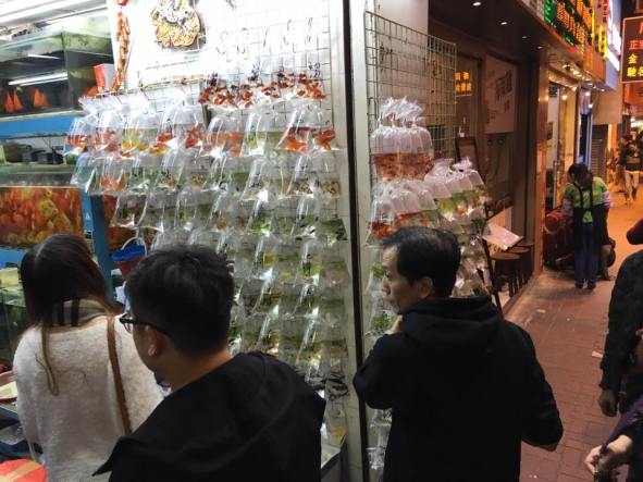 selling ornamental fishes