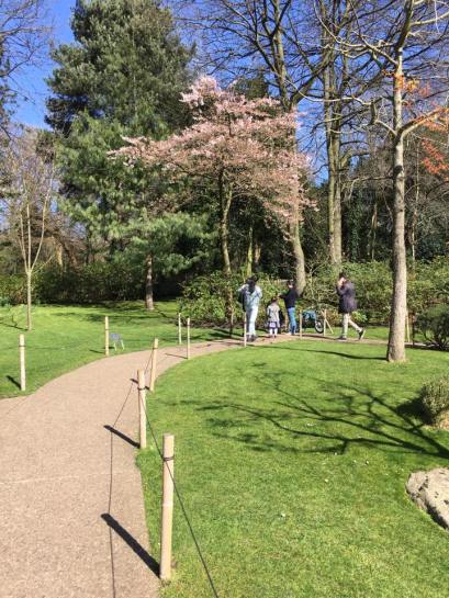 solitary sakura @ japanese gardens