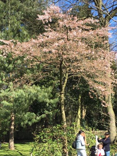 solitary sakura @ japanese gardens