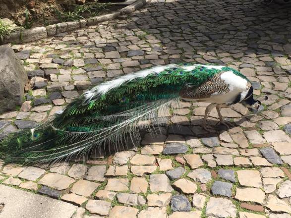 peacock in the castelo grounds