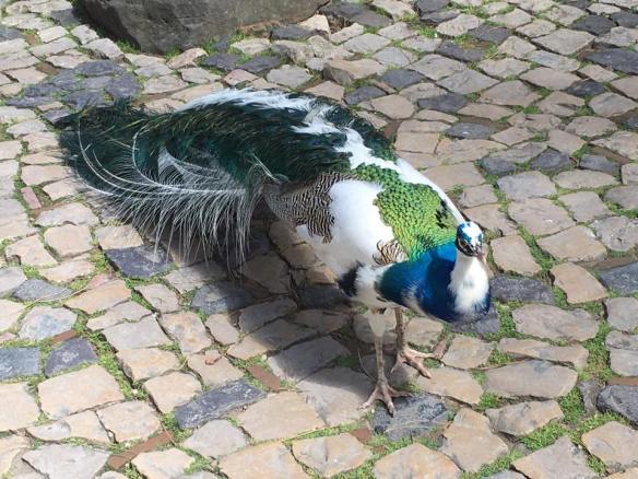 peacock in the castelo grounds