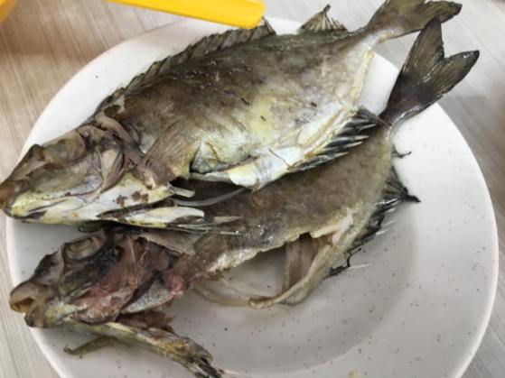 pek tor - rabbit fish