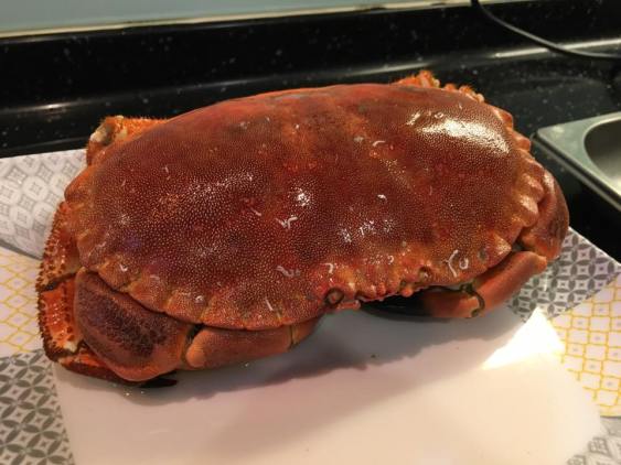 面包蟹－brown crab