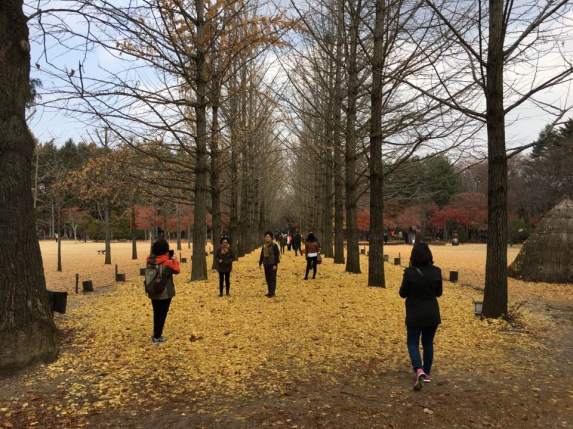 Day2 - autumn colours nami island, chuncheon