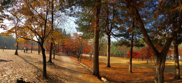 nami Island 남이선 南怡岛