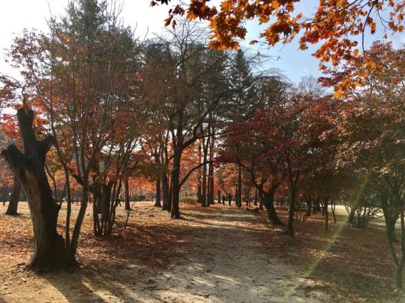 nami Island 남이선 南怡岛